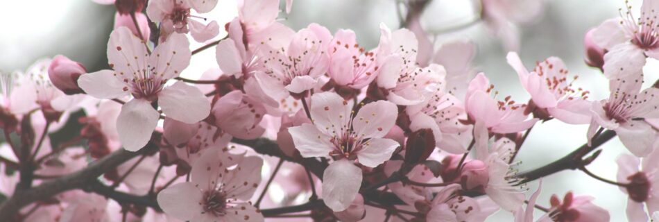 cherry blossoms, flowers, tree-4846635.jpg